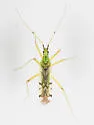 Macrolophus brevicornis - photo 3