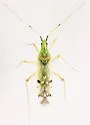Macrolophus brevicornis - photo 4