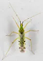 Macrolophus brevicornis - photo 5