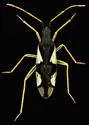 Macrolophus mimuli