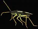 Macrolophus mimuli - photo 2