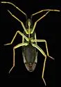 Macrolophus mimuli - photo 3