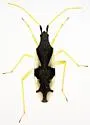 Macrolophus mimuli - photo 4
