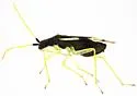 Macrolophus mimuli - photo 5