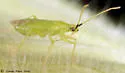 Macrolophus pygmaeus
