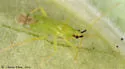 Macrolophus pygmaeus - photo 2