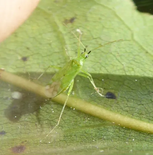 Macrolophus rubi