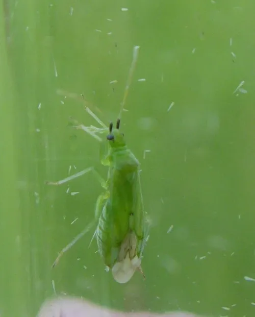 Macrolophus rubi - photo 3