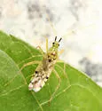 Macrolophus separatus - photo 2