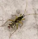 Macrolophus separatus - photo 3