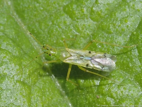Macrolophus tenuicornis