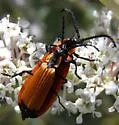 Macrolygistopterus ignitus - Macrolygistopterus ignitus