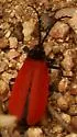 Macrolygistopterus rubripennis