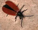 Macrolygistopterus rubripennis - photo 3