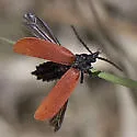 Macrolygistopterus rubripennis - photo 4