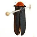 Macrolygistopterus ruficollis