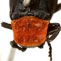 Macrolygistopterus ruficollis - photo 2