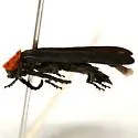 Macrolygistopterus ruficollis - photo 3
