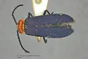 Macrolygistopterus ruficollis - photo 4