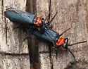 Macrolygistopterus ruficollis - photo 5