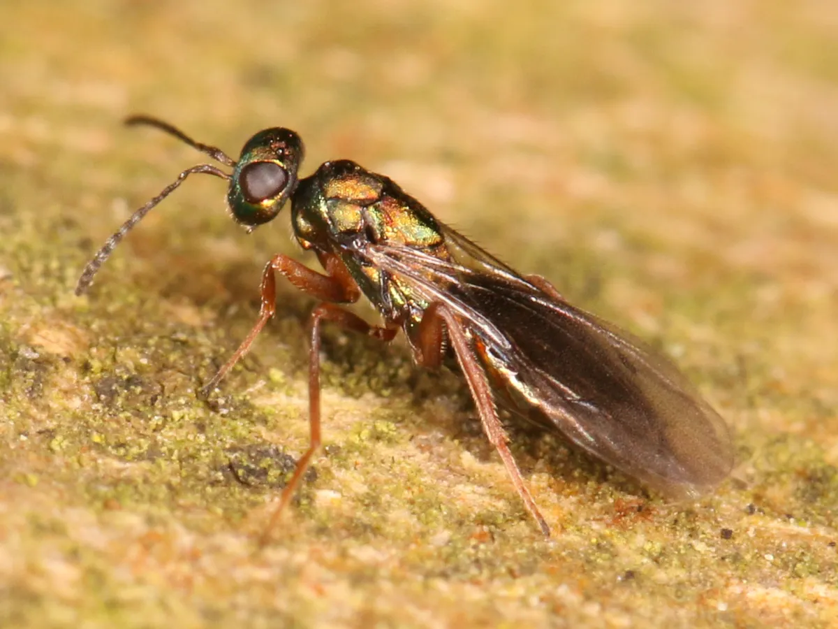 Macromesidae - photo 3