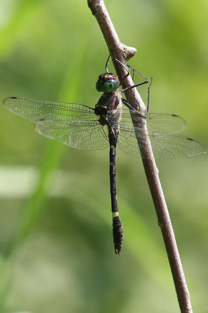 Allegheny River Cruiser