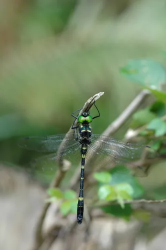 Macromia amphigena