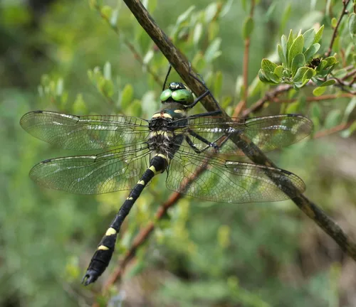 Macromia fraenata