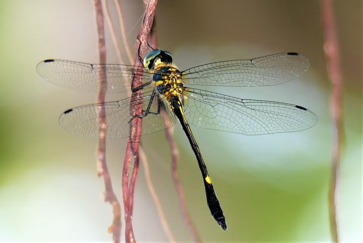 Macromidiidae - photo 3