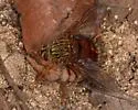 Macromya crocata - photo 2