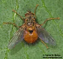 Macromya crocata - photo 3