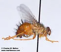 Macromya crocata - photo 4