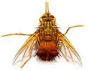 Macromya crocata - photo 5