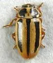 Episcopal Lady Beetle