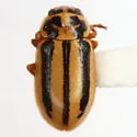 Episcopal Lady Beetle - photo 2