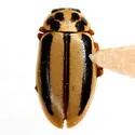 Episcopal Lady Beetle - photo 3