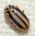 Episcopal Lady Beetle - photo 4