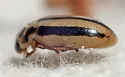 Episcopal Lady Beetle - photo 5