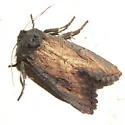 Iris Borer - Hodges#9452 - photo 2