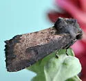 Iris Borer - Hodges#9452 - photo 3