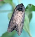 Iris Borer - Hodges#9452 - photo 4