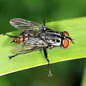 Macronychia aurata