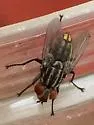 Macronychia aurata - photo 2