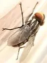 Macronychia aurata - photo 3