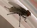 Macronychia aurata - photo 4