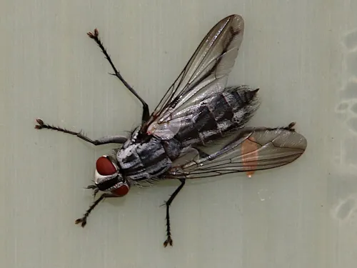 Macronychia dolini