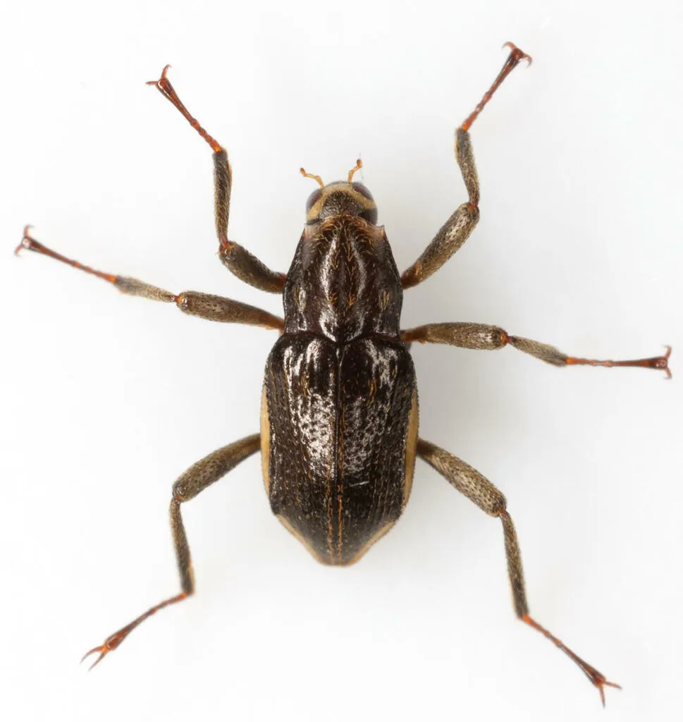 Macronychus glabratus