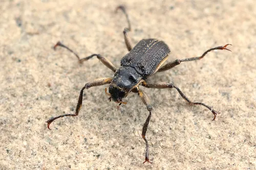 Macronychus quadrituberculatus
