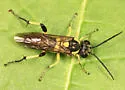 Macrophya alba
