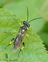 Macrophya alba - photo 2